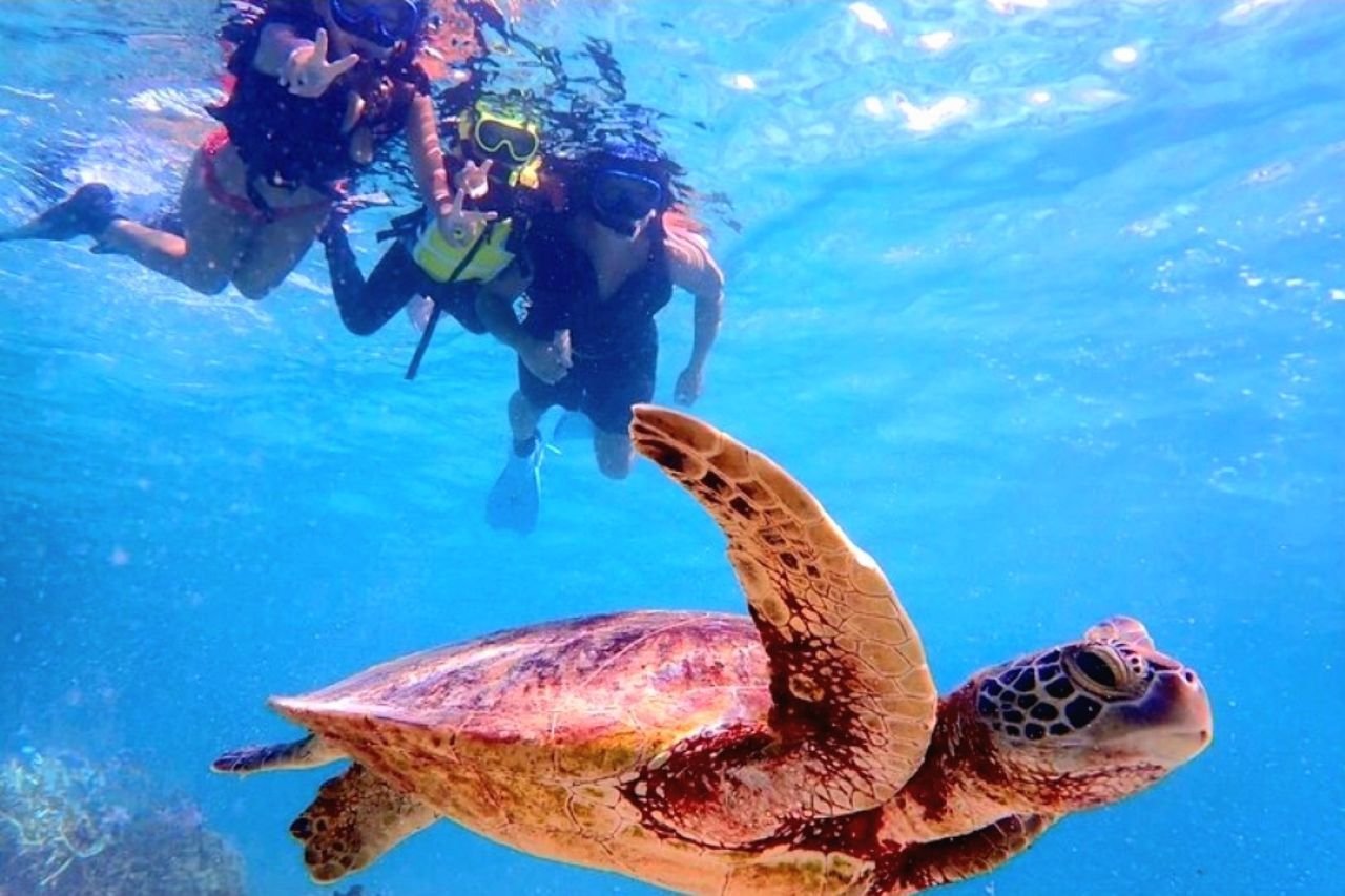 Snorkelling with green sea turtles Turtle Beach North Shore Oahu