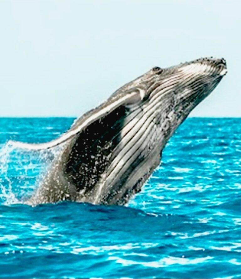 Whale Watching Season in Oahu: When and Where