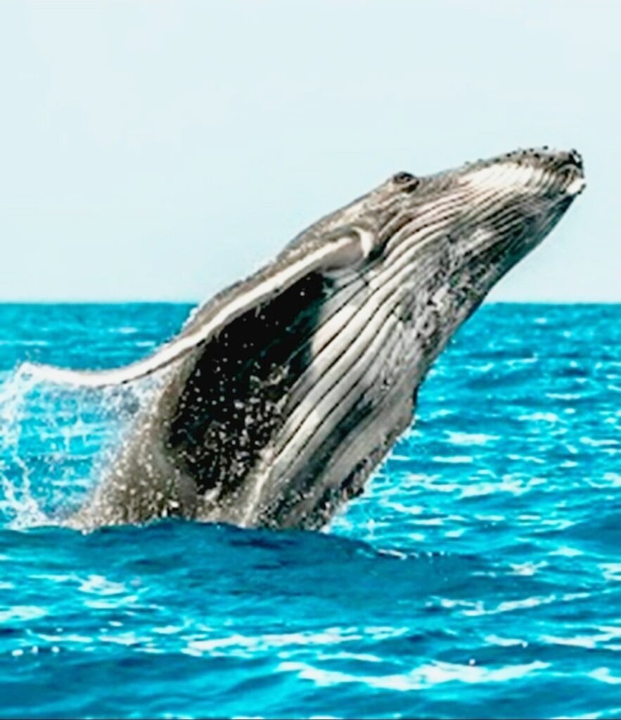 A humpback whale breaching in Hawaiian waters