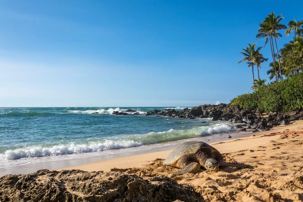 A Hawaiian green sea turtle resting on the sand on Oahu's North Shore