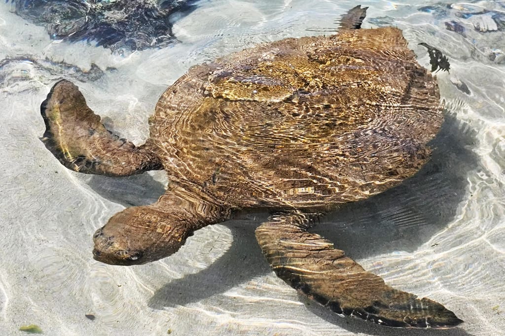 A Hawaiian green sea turtle, or honu, resting in shallow water