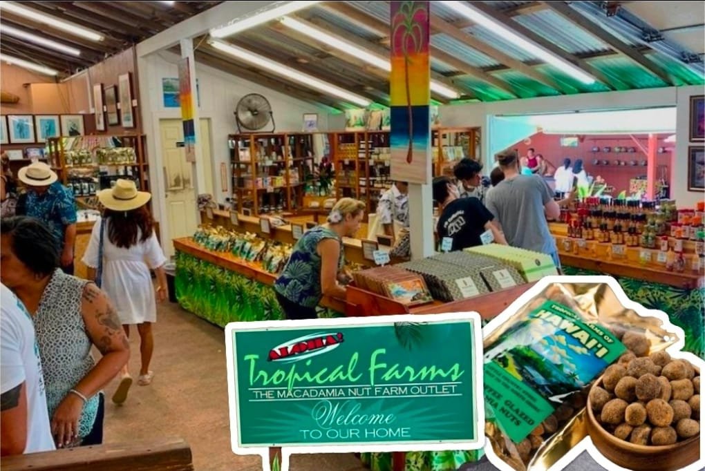 Macadamia Nut Farm Oahu