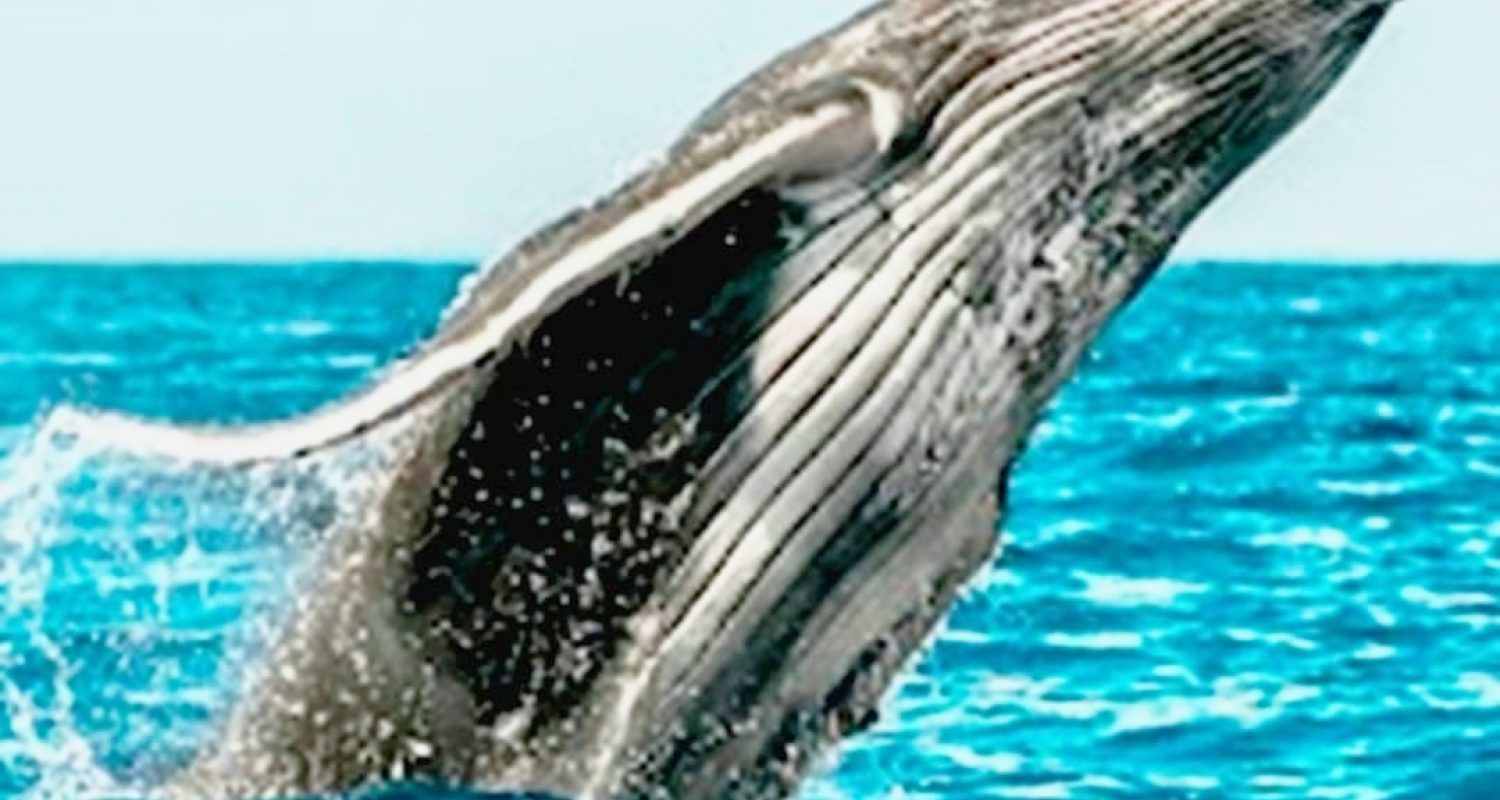 A humpback whale breaching in Hawaiian waters