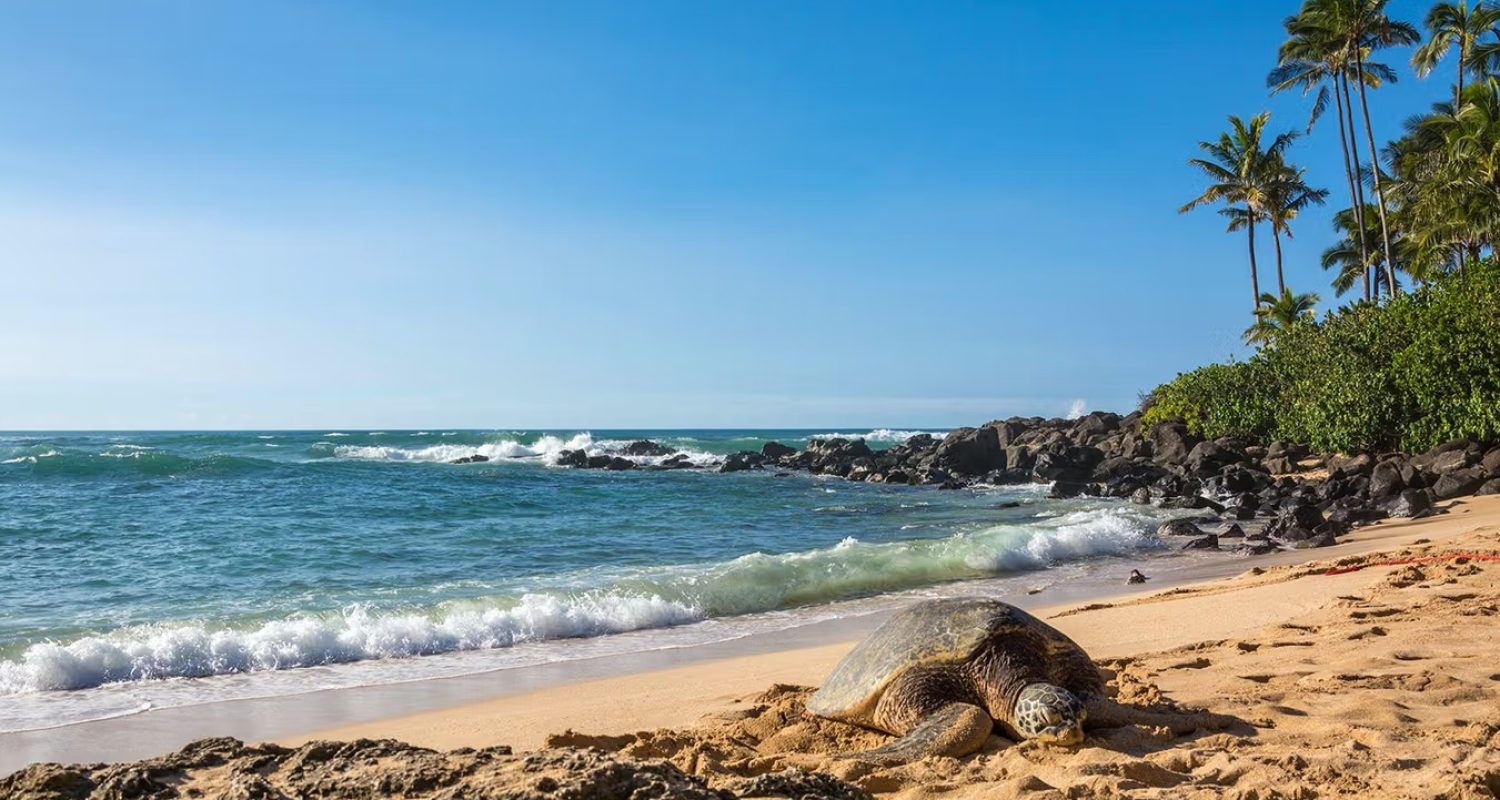 A Hawaiian green sea turtle resting on the sand on Oahu's North Shore